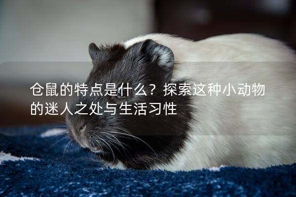 仓鼠的特点是什么？探索这种小动物的迷人之处与生活习性