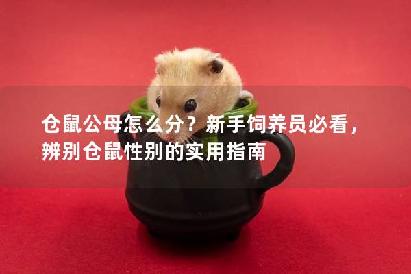 仓鼠公母怎么分？新手饲养员必看，辨别仓鼠性别的实用指南