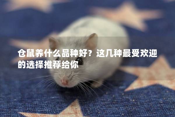 仓鼠养什么品种好？这几种最受欢迎的选择推荐给你