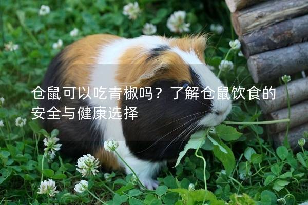 仓鼠可以吃青椒吗？了解仓鼠饮食的安全与健康选择