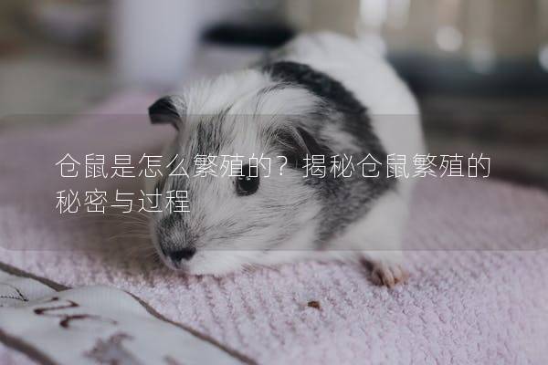 仓鼠是怎么繁殖的？揭秘仓鼠繁殖的秘密与过程