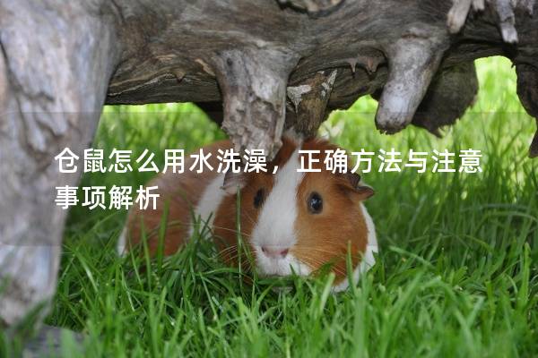 仓鼠怎么用水洗澡，正确方法与注意事项解析