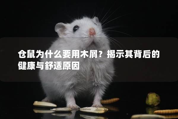 仓鼠为什么要用木屑？揭示其背后的健康与舒适原因