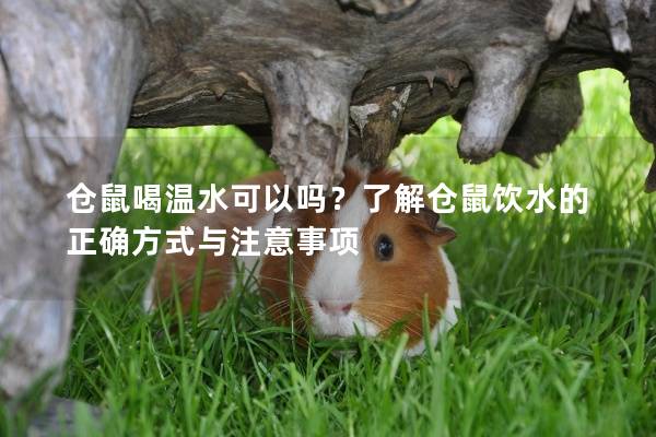 仓鼠喝温水可以吗？了解仓鼠饮水的正确方式与注意事项