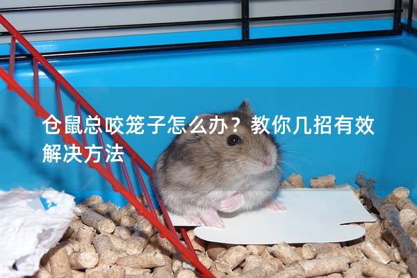 仓鼠总咬笼子怎么办？教你几招有效解决方法