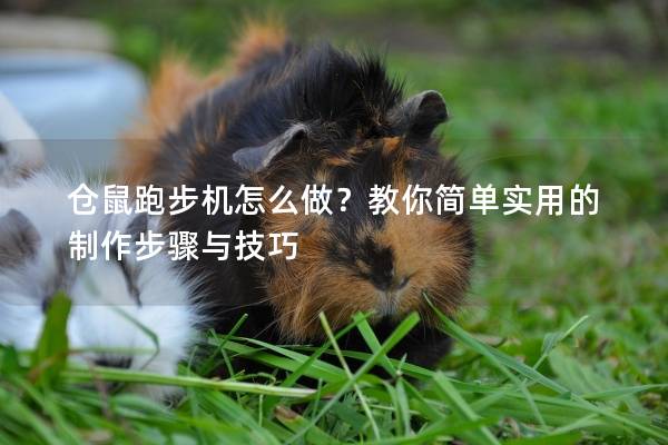 仓鼠跑步机怎么做？教你简单实用的制作步骤与技巧