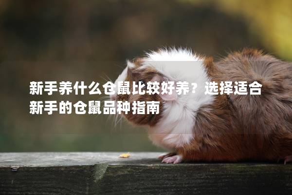 新手养什么仓鼠比较好养？选择适合新手的仓鼠品种指南