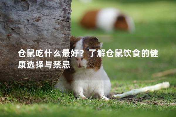 仓鼠吃什么最好？了解仓鼠饮食的健康选择与禁忌