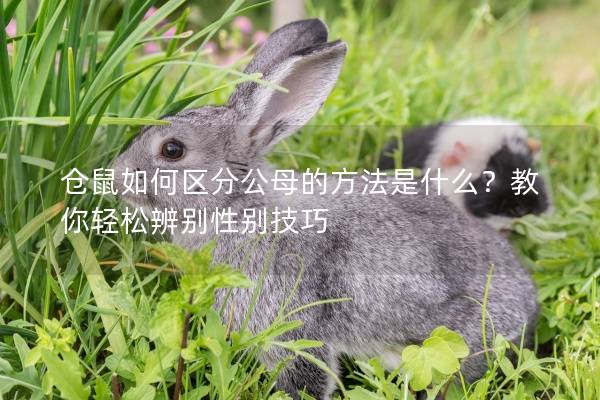 仓鼠如何区分公母的方法是什么？教你轻松辨别性别技巧