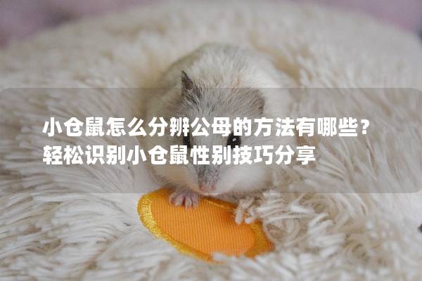 小仓鼠怎么分辨公母的方法有哪些？轻松识别小仓鼠性别技巧分享