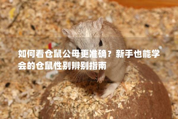 如何看仓鼠公母更准确？新手也能学会的仓鼠性别辨别指南