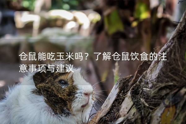 仓鼠能吃玉米吗？了解仓鼠饮食的注意事项与建议