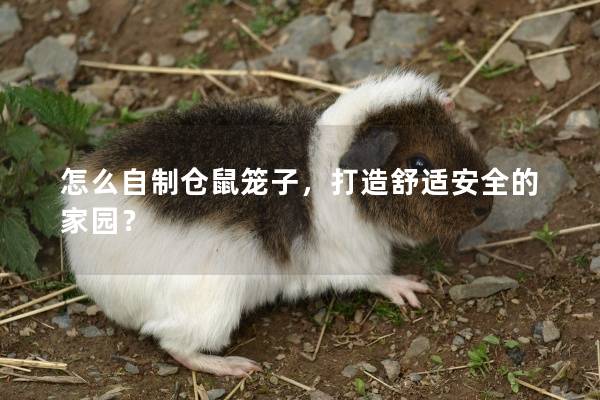 怎么自制仓鼠笼子，打造舒适安全的家园？