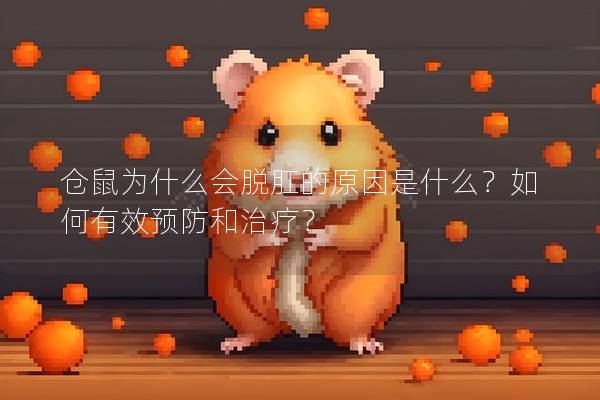 仓鼠为什么会脱肛的原因是什么？如何有效预防和治疗？