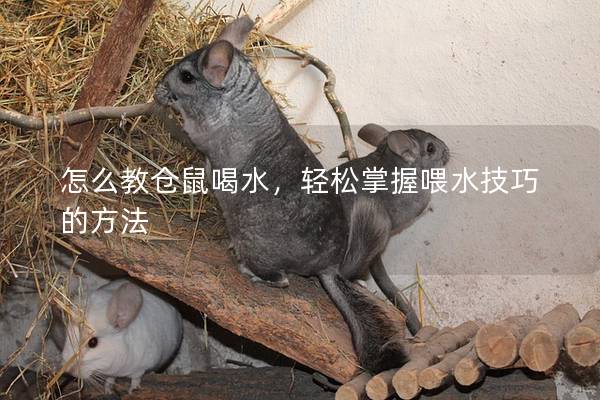 怎么教仓鼠喝水，轻松掌握喂水技巧的方法