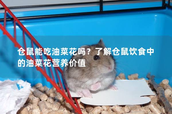 仓鼠能吃油菜花吗？了解仓鼠饮食中的油菜花营养价值
