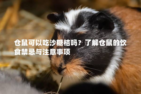 仓鼠可以吃沙糖桔吗？了解仓鼠的饮食禁忌与注意事项