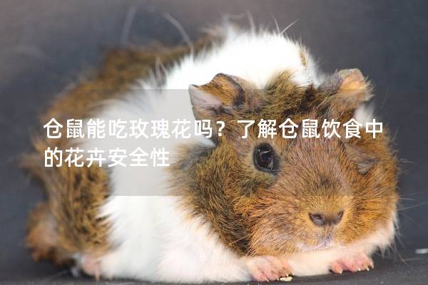 仓鼠能吃玫瑰花吗？了解仓鼠饮食中的花卉安全性
