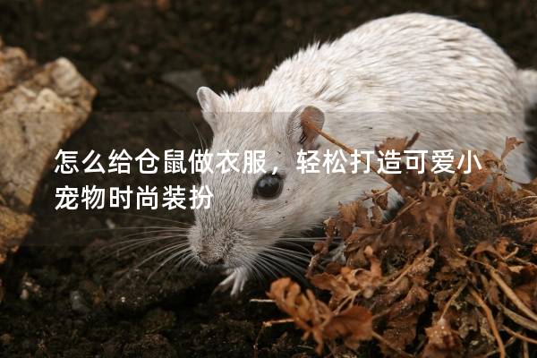 怎么给仓鼠做衣服，轻松打造可爱小宠物时尚装扮