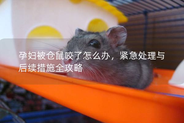 孕妇被仓鼠咬了怎么办，紧急处理与后续措施全攻略