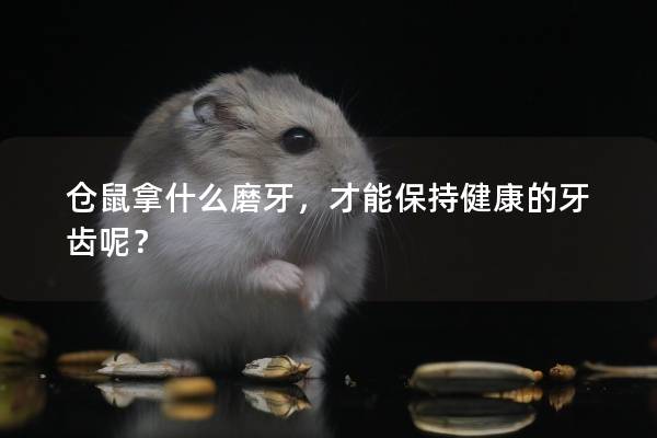 仓鼠拿什么磨牙，才能保持健康的牙齿呢？