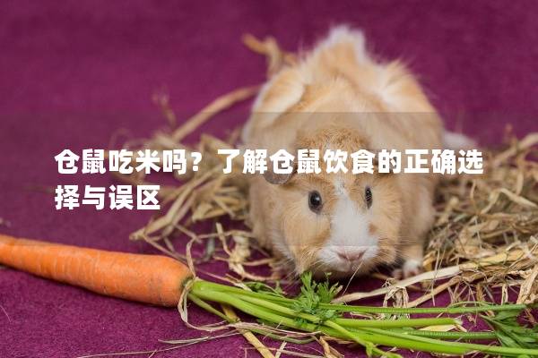 仓鼠吃米吗？了解仓鼠饮食的正确选择与误区