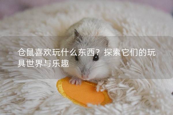 仓鼠喜欢玩什么东西？探索它们的玩具世界与乐趣