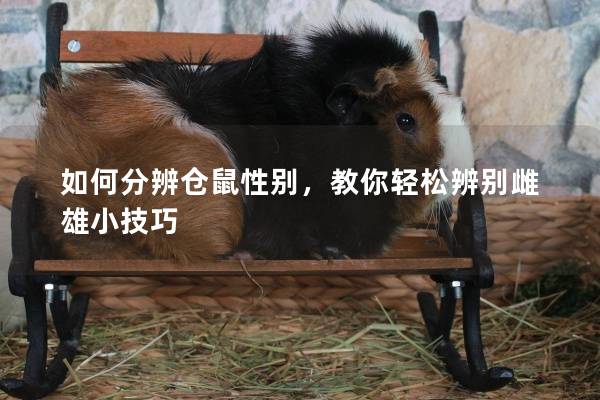 如何分辨仓鼠性别，教你轻松辨别雌雄小技巧
