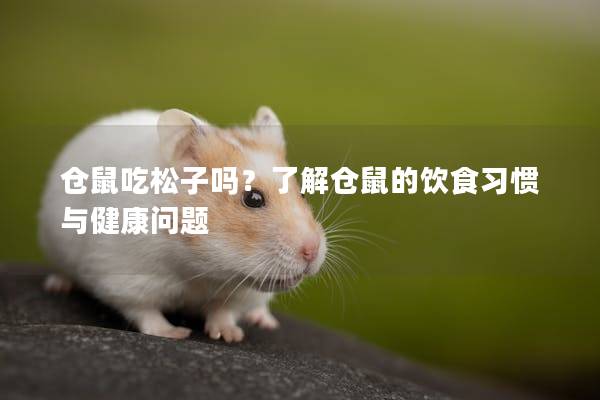 仓鼠吃松子吗？了解仓鼠的饮食习惯与健康问题