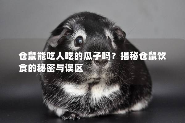 仓鼠能吃人吃的瓜子吗？揭秘仓鼠饮食的秘密与误区
