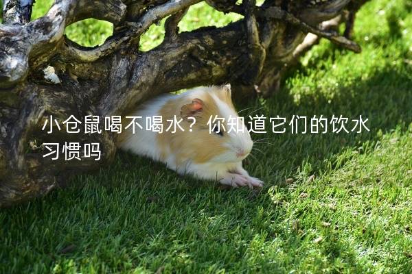 小仓鼠喝不喝水？你知道它们的饮水习惯吗