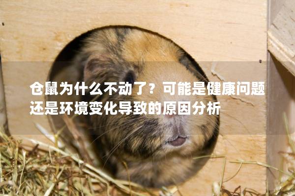 仓鼠为什么不动了？可能是健康问题还是环境变化导致的原因分析