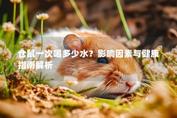 仓鼠一次喝多少水？影响因素与健康指南解析