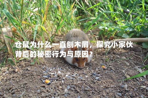 仓鼠为什么一直刨木屑，探究小家伙背后的秘密行为与原因？
