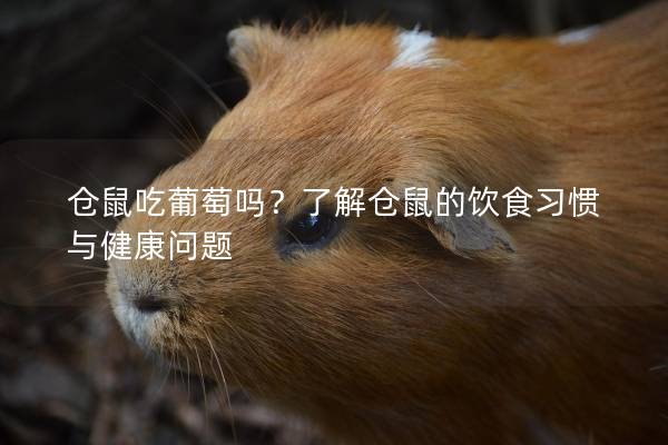 仓鼠吃葡萄吗？了解仓鼠的饮食习惯与健康问题