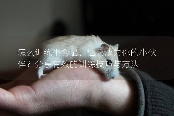 怎么训练小仓鼠，让它成为你的小伙伴？分享有效的训练技巧与方法