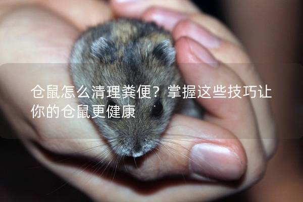 仓鼠怎么清理粪便？掌握这些技巧让你的仓鼠更健康