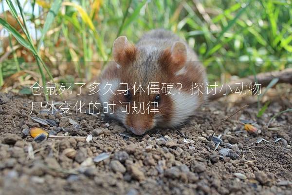 仓鼠死了多久身体僵硬？探讨小动物尸体变化的时间规律