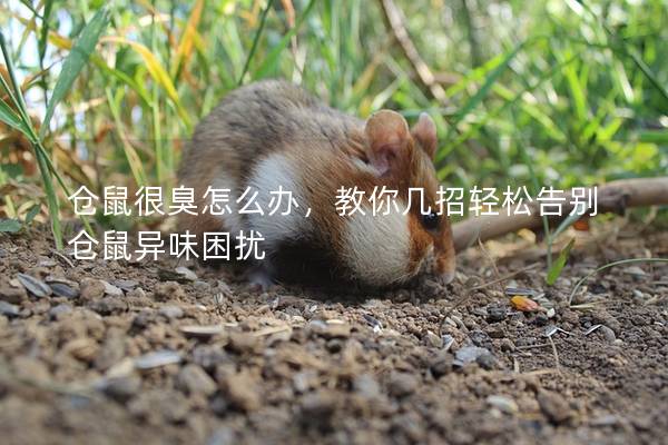仓鼠很臭怎么办，教你几招轻松告别仓鼠异味困扰
