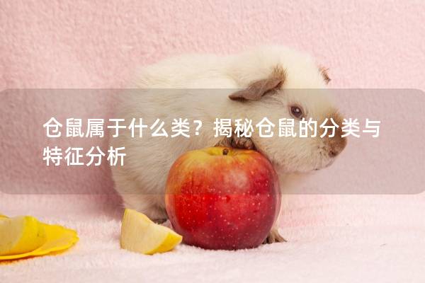 仓鼠属于什么类？揭秘仓鼠的分类与特征分析