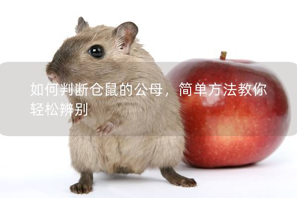 如何判断仓鼠的公母，简单方法教你轻松辨别