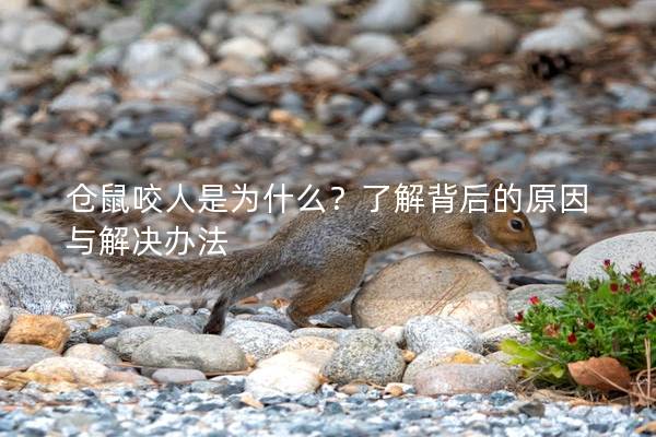 仓鼠咬人是为什么？了解背后的原因与解决办法