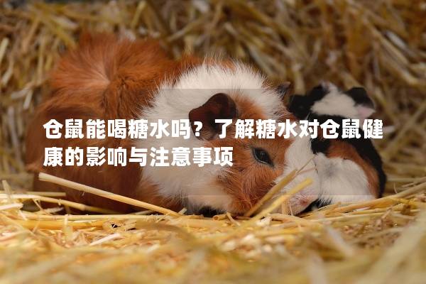 仓鼠能喝糖水吗？了解糖水对仓鼠健康的影响与注意事项