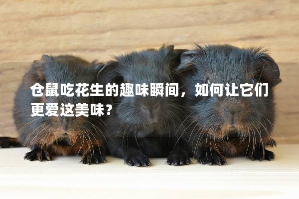 仓鼠吃花生的趣味瞬间，如何让它们更爱这美味？