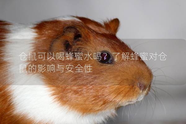仓鼠可以喝蜂蜜水吗？了解蜂蜜对仓鼠的影响与安全性
