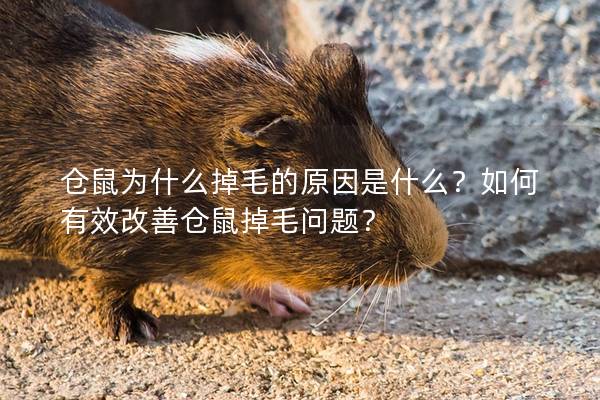 仓鼠为什么掉毛的原因是什么？如何有效改善仓鼠掉毛问题？