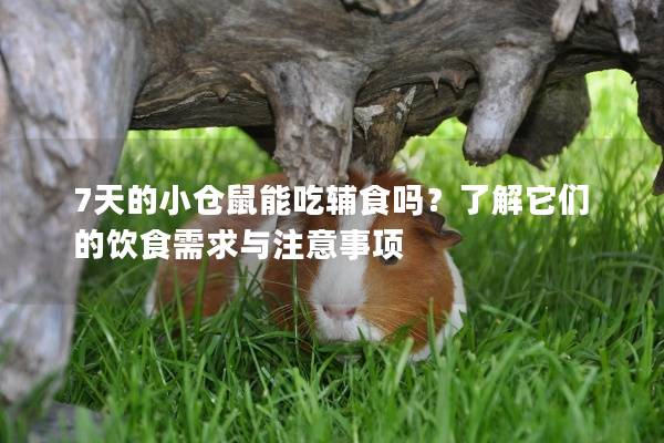 7天的小仓鼠能吃辅食吗？了解它们的饮食需求与注意事项