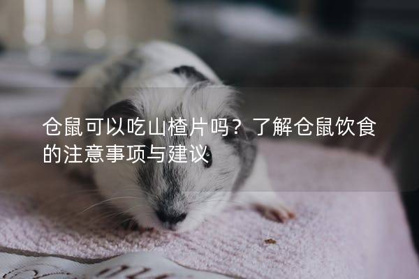 仓鼠可以吃山楂片吗？了解仓鼠饮食的注意事项与建议