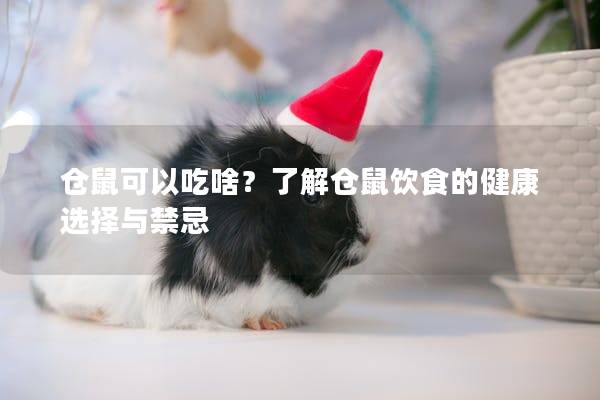 仓鼠可以吃啥？了解仓鼠饮食的健康选择与禁忌