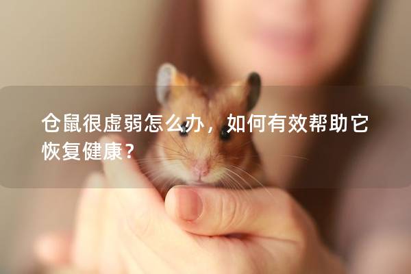 仓鼠很虚弱怎么办，如何有效帮助它恢复健康？